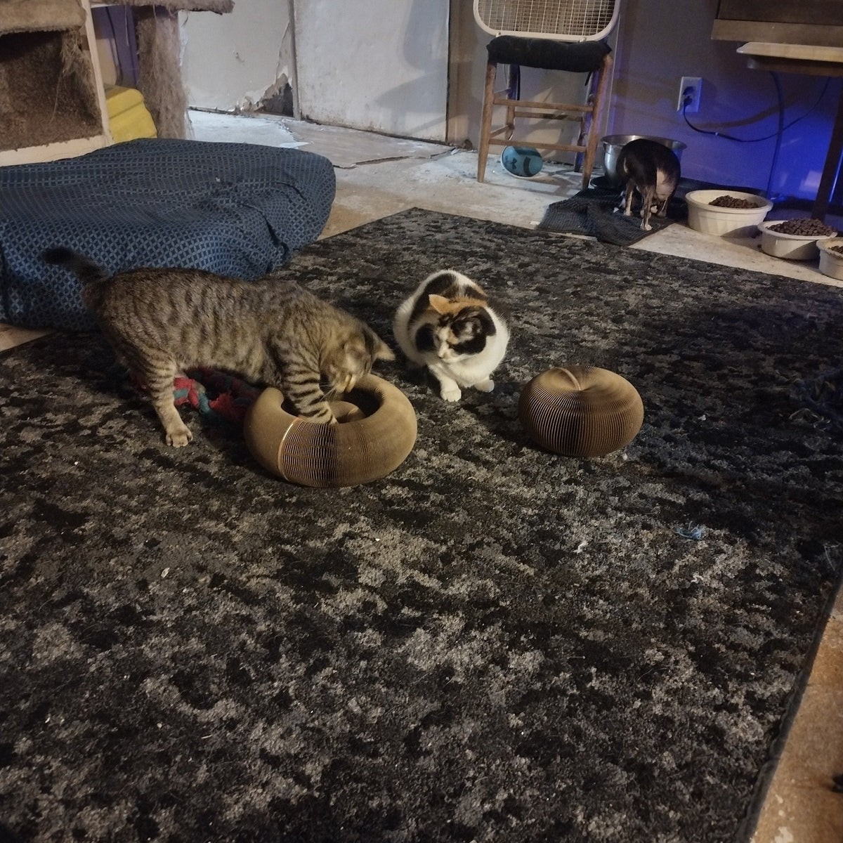 Kitty Kurlz™