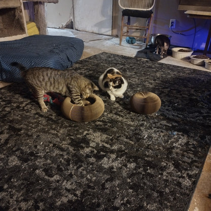 Kitty Kurlz™