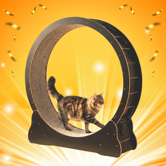 Kitty Wheel Entries