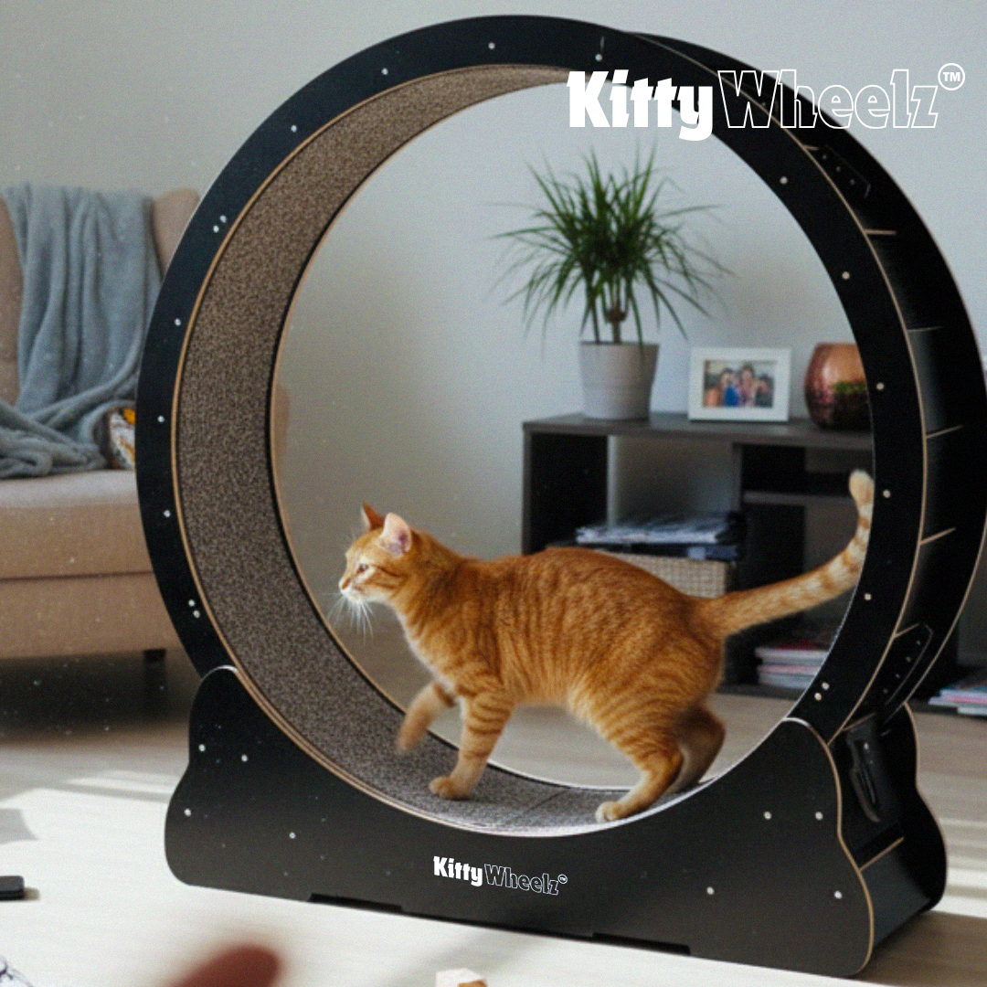 Kitty Wheelz